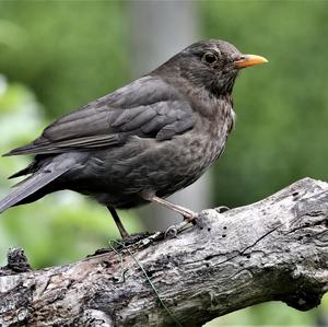 Eurasian Blackbird