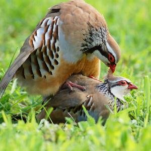 Red-legged Partridge