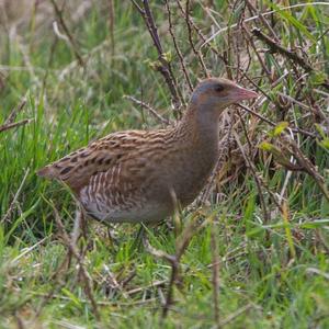 Corncrake