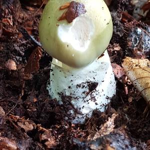 Death Cap