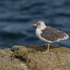 Lesser Black-backed Gull