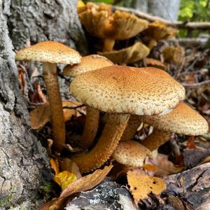 Scaly Pholiota