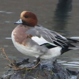 Eurasian Wigeon