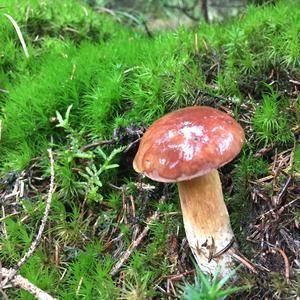 Bay Bolete