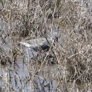 Spotted Redshank