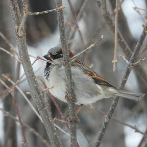 House Sparrow