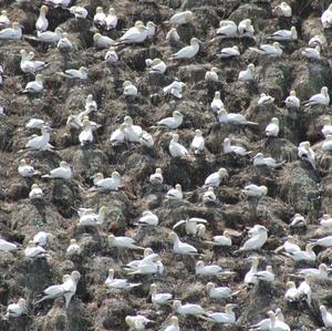 Northern Gannet