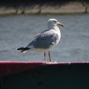 Herring Gull