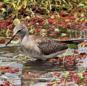 Solitary Sandpiper