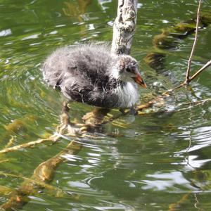 Common Coot