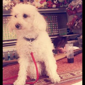 Unknown Breed