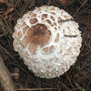 Shaggy Parasol