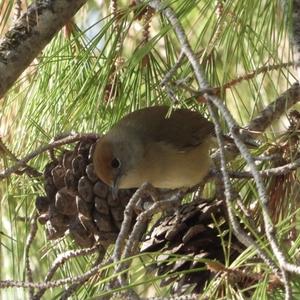 Blackcap