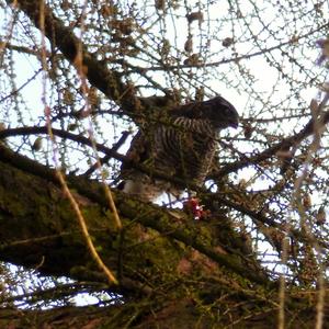 Eurasian Sparrowhawk