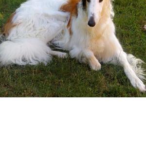 Borzoi