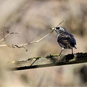 Common Starling