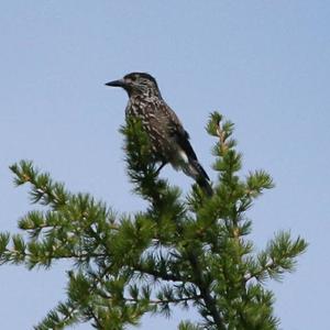 Spotted Nutcracker