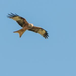 Red Kite