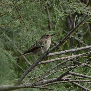 Spotted Flycatcher