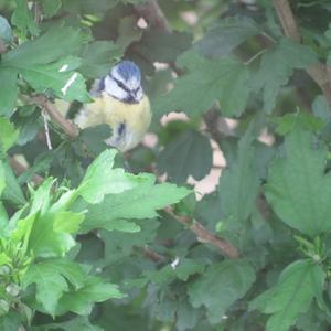 Blue Tit