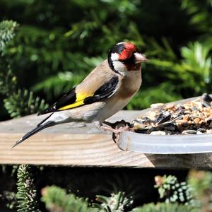 European Goldfinch