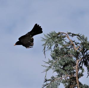 Eurasian Blackbird