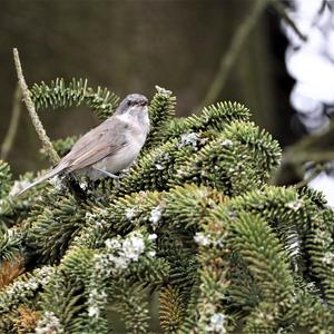 Lesser Whitethroat