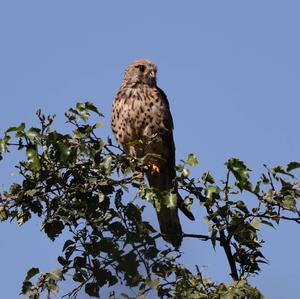 Common Kestrel