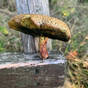 Yellow-cracked Bolete