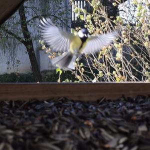 Great Tit