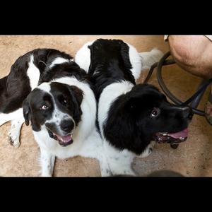 Unknown Breed