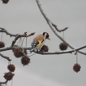 European Goldfinch