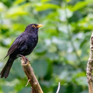 Eurasian Blackbird