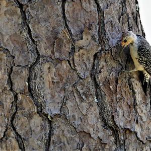 Red-bellied Woodpecker