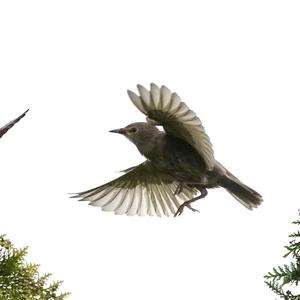 Common Starling