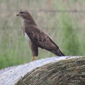 Common Buzzard