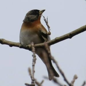 Brambling