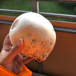 Giant Puffball