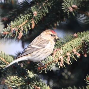 Common Redpoll