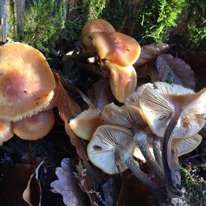 Changing Pholiota