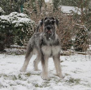 Giant Schnauzer