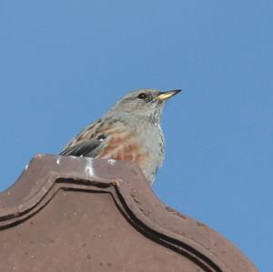 Alpine Accentor