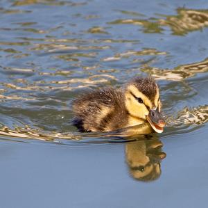 Stockente