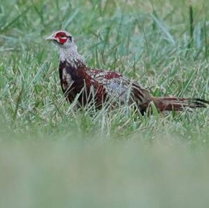 Common Pheasant