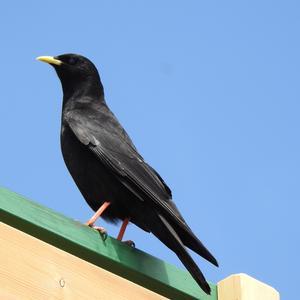 Yellow-billed Chough