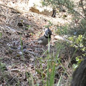 Crested Tit