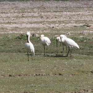 Eurasian Spoonbill