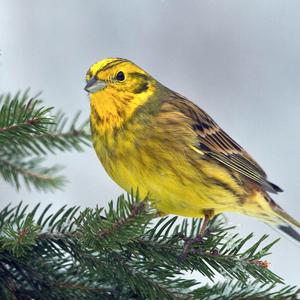 Yellowhammer