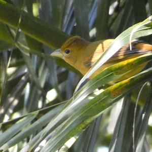 Summer Tanager