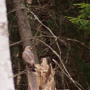 Broad-winged Hawk